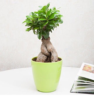 Ficus Ginseng Bonsai  Ankara 14 �ubat sevgililer g�n� �i�ek 