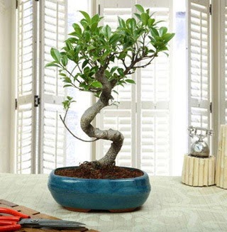 Amazing Bonsai Ficus S thal  Ankara entepe internetten iek siparii 