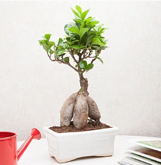 Exotic Ficus Bonsai ginseng  Ankara �mitk�y �i�ek servisi , �i�ek�i adresleri 