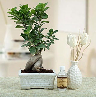 Ginseng ficus bonsai  Ankara macunk�y �i�ek�iler 
