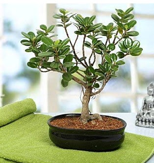 Lovely Ficus Iceland Bonsai  Ankara anneler g�n� �i�ek yolla 