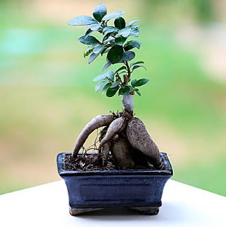 Marvellous Ficus Microcarpa ginseng bonsai  Ankara varl�k mahallesi �i�ek sipari�i vermek 