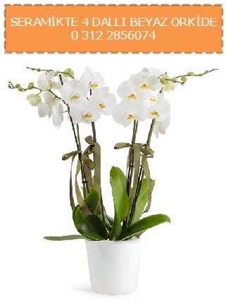 Seramikte 4 dall beyaz orkide  Ankara macunky iekiler 