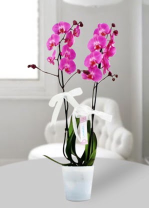 ift dall mor orkide  Ankara macunky iekiler 