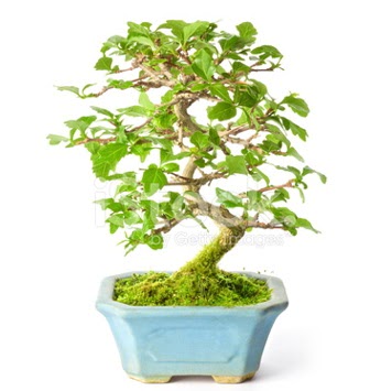 S zerkova bonsai ksa sreliine  Ankara yenimahalle nternetten iek siparii 