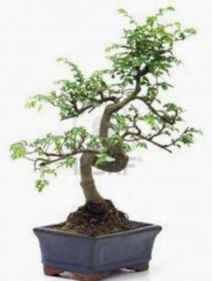 S g�vde bonsai minyat�r a�a� japon a�ac�  Ankara gimat �i�ek sat��� 
