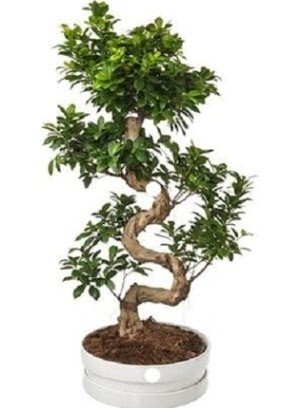 90 cm ile 100 cm civar S peyzaj bonsai  Ankara ostim iek gnderme sitemiz gvenlidir 