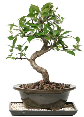 Altn kalite Ficus S bonsai  Ankara eryaman ieki telefonlar  Sper Kalite