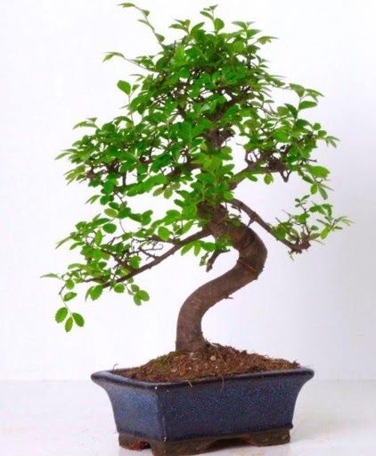 S g�vdeli bonsai minyat�r a�a� japon a�ac�  Ankara ostim �i�ek g�nderme sitemiz g�venlidir 