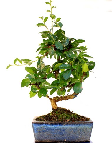S gvdeli carmina bonsai aac  Ankara batkent iek yolla  Minyatr aa