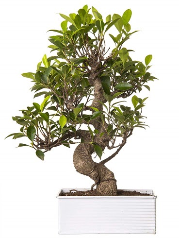 Exotic Green S G�vde 6 Year Ficus Bonsai  Ankara ostim �i�ek g�nderme sitemiz g�venlidir 