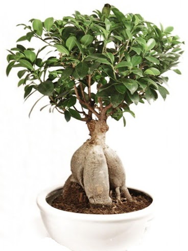 Ginseng bonsai japon aac ficus ginseng  Ankara yenimahalle nternetten iek siparii 