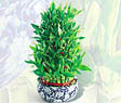  Ankara �mitk�y �i�ek servisi , �i�ek�i adresleri  Bambu �zel b�y�k boy