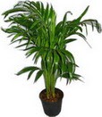  Ankara �mitk�y �i�ek servisi , �i�ek�i adresleri  Areca palm  