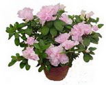  Ankara �mitk�y �i�ek servisi , �i�ek�i adresleri  Rhodendron latince A�elya 