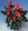  Ankara sincan �i�ek g�nderme  Anthurium Saksili Bitki
